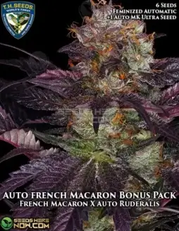 Auto French Macaron cannabis seeds by T.H. Seeds, a hybrid strain with Gelato #33 and French Cookies genetics