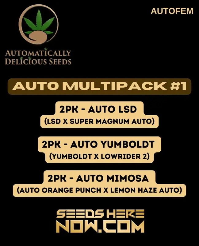 Auto Multipack #1 autoflower cannabis seeds by Automatically Delicious, featuring 20% THC and easy growing
