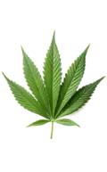 Buy Autoflowering Marijuana Seeds