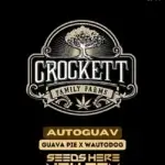 Autoguav (Autoflower) - Crockett Family Farms