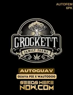 Autoguav Cannabis Seeds (space) Hybrid Autoflower by Crockett Family Farms featuring Guava Pie and WautodOG lineage