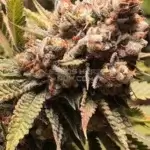 Babadook (Regular) - Solfire Gardens