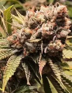 Babadook Regular Seeds (space) A Sativa Dominant Strain by Solfire Gardens featuring Ghost Train Haze, Nevils Haze, and Black Banana