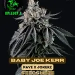 Baby Joe Kerr (Feminized) - Breeder X