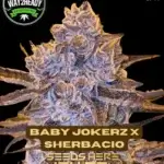 Baby Jokerz x Sherbacio (Feminized) - Way2heady Selections