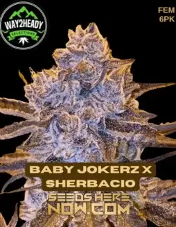 Baby Jokerz x Sherbacio feminized seeds by Way2heady Selections (space) 20(space)25% THC Hybrid
