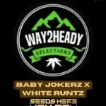 Baby Jokerz x White Runtz (Feminized) - Way2heady Selections