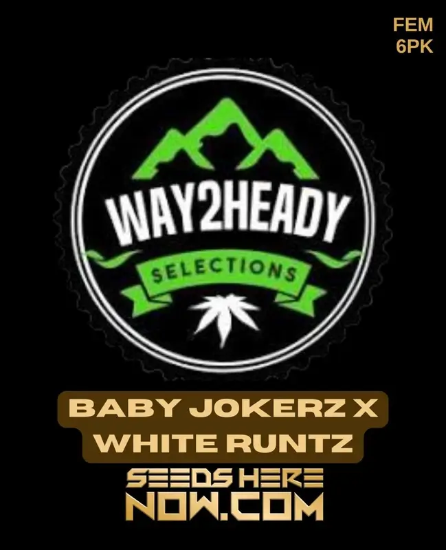 Baby Jokerz x White Runtz Feminized Seeds - 22% THC Indica Dominant Hybrid
