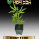 Baby Yoda Clones -  ACC