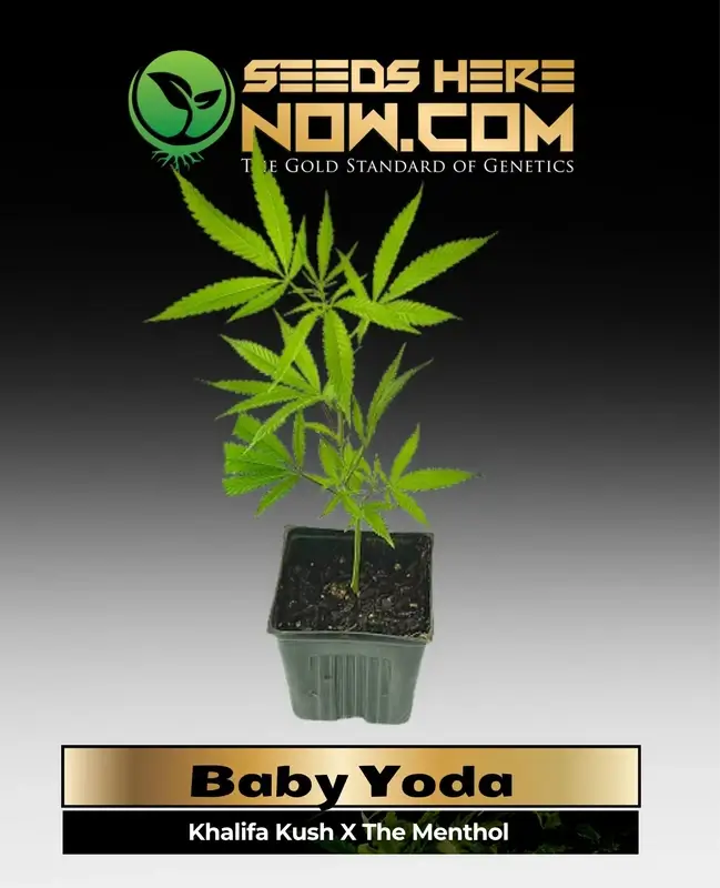 Baby Yoda Clones in 4-inch pots, indica-dominant hybrid, Khalifa Kush x The Menthol, 24-28% THC