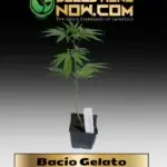 Bacio Gelato Clones - ACC