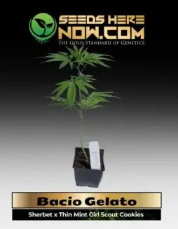 Bacio Gelato Cannabis Clones in Soil Pot