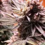 Bad 'N Boujee (Regular) - Solfire Gardens