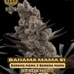 Bahama Mama S1 (Feminized) - Solfire Gardens