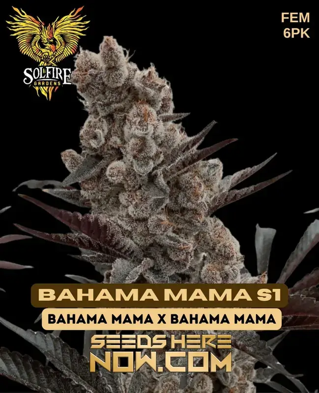 Pack of Bahama Mama S1 feminized cannabis seeds by Solfire Gardens