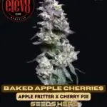 Baked Apple Cherries (Feminized) - Elev8 Seeds