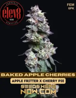 Baked Apple Cherries feminized seeds, a hybrid strain with aromas of apple, cherry, cinnamon, and vanilla