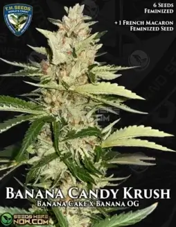 Banana Candy Krush cannabis seeds pack by T.H. Seeds, featuring Banana Cake x Banana OG lineage