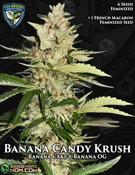 Banana Candy Krush cannabis seeds pack by T.H. Seeds, featuring Banana Cake x Banana OG lineage