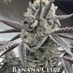 Banana Clipz (Feminized) - Solfire Gardens