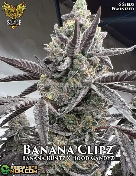 Banana Clipz feminized cannabis seeds by Solfire Gardens, featuring tropical banana and sweet earthy flavors
