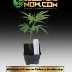 Banana Cream Cake x Jealousy Clones -  ACC