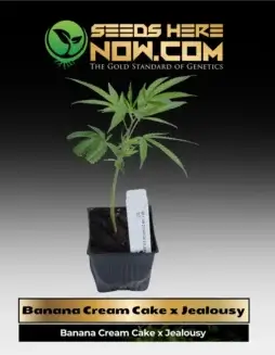 Banana Cream Cake x Jealousy cannabis clone in soil pot, showing healthy green leaves