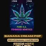 Banana Cream Pop S1 (Feminized) - Pure XX