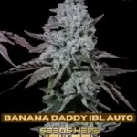 Banana Daddy IBL (Autoflower) - Ethos Genetics