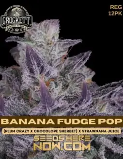 Banana Fudge Pop regular cannabis seeds by Crockett Family Farms featuring Plum Crazy, Chocolope Sherbet, and Strawnana Juice lineage
