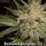 Banana Kush (Autoflower) - Automatically Delicious