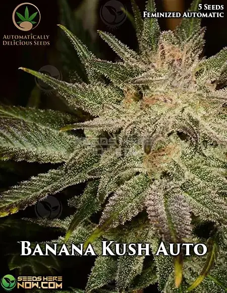 Banana Kush Auto cannabis seeds by Automatically Delicious, featuring tropical fruit and earthy flavors, suitable for creative and energized effects.