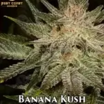 Banana Kush Seeds (Regular) - Best Coast Genetics
