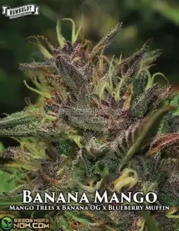 Banana Mango cannabis seeds by Humboldt Seed Company, featuring genetics from Mango Trees, Banana OG, and Blueberry Muffin