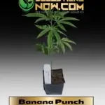 Banana Punch Clones - ACC
