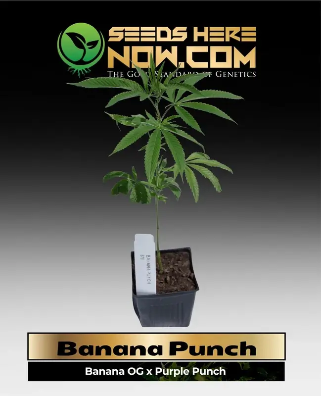 Healthy Banana Punch clone in a pot showing vibrant green leaves and robust growth