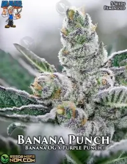 Banana Punch S1 Feminized Seeds (space) a blend of Banana OG and Purple Punch with tropical and citrus flavors