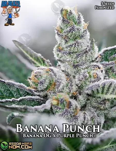 Banana Punch S1 Feminized Seeds - a blend of Banana OG and Purple Punch with tropical and citrus flavors
