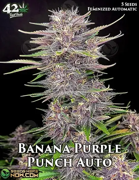 Banana Purple Punch Auto Autoflower Seeds - Indica Dominant Hybrid