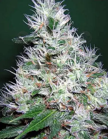 Banana Split Regular Seeds featuring Tangie and Banana Sherbet lineage