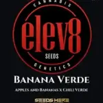 Banana Verde (Feminized) - Elev8 Seeds