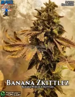 Banana Zkittlez S1 cannabis seeds (space) a hybrid strain by Dr. Blaze with Banana Punch and Zkittlez lineage