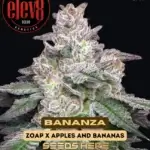 Bananza (Feminized) - Elev8 Seeds
