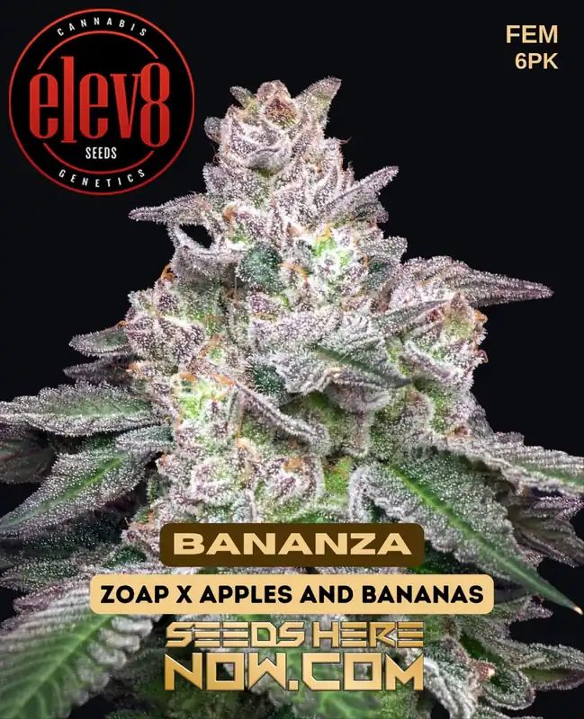 Bananza Feminized Cannabis Seeds by Elev8 Seeds featuring tropical fruit and banana flavors