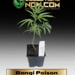 Bangi Poison Clones - ACC