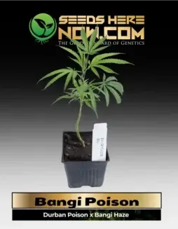 Healthy Bangi Poison clone in a 4(space)inch pot showing vibrant sativa characteristics