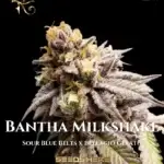 Bantha Milkshake (Regular) - First Principles Genetics