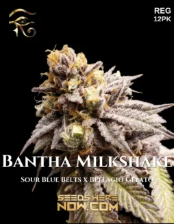 Bantha Milkshake regular cannabis seeds by First Principles Genetics, featuring vanilla and cream flavors with energizing effects