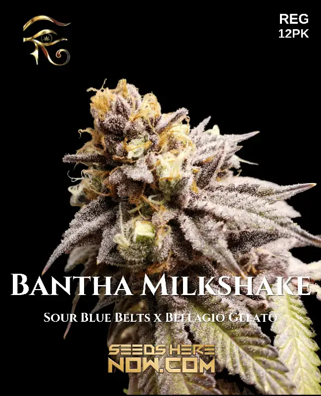 Bantha Milkshake regular cannabis seeds by First Principles Genetics, featuring vanilla and cream flavors with energizing effects