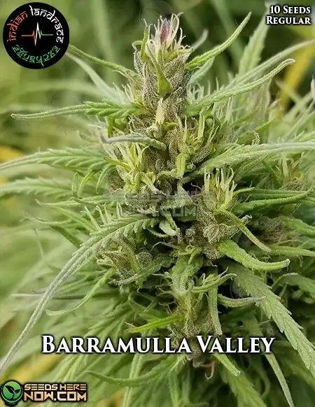 Barramulla Valley Regular Seeds, Indian Landrace Exchange, Sativa-Dominant Hybrid
